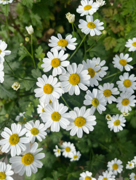 Daisies & Dirt